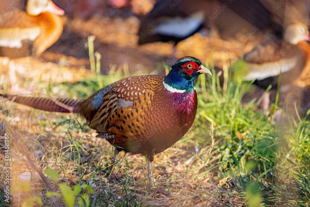 Fototapeta premium Close up shot of male Ring Necked Pheasant