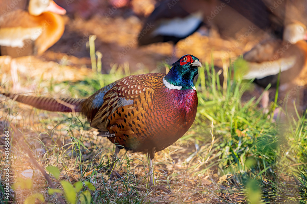 Fototapeta premium Close up shot of male Ring Necked Pheasant