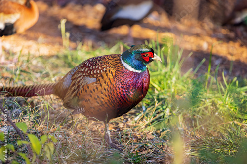 Wallpaper Mural Close up shot of male Ring Necked Pheasant Torontodigital.ca