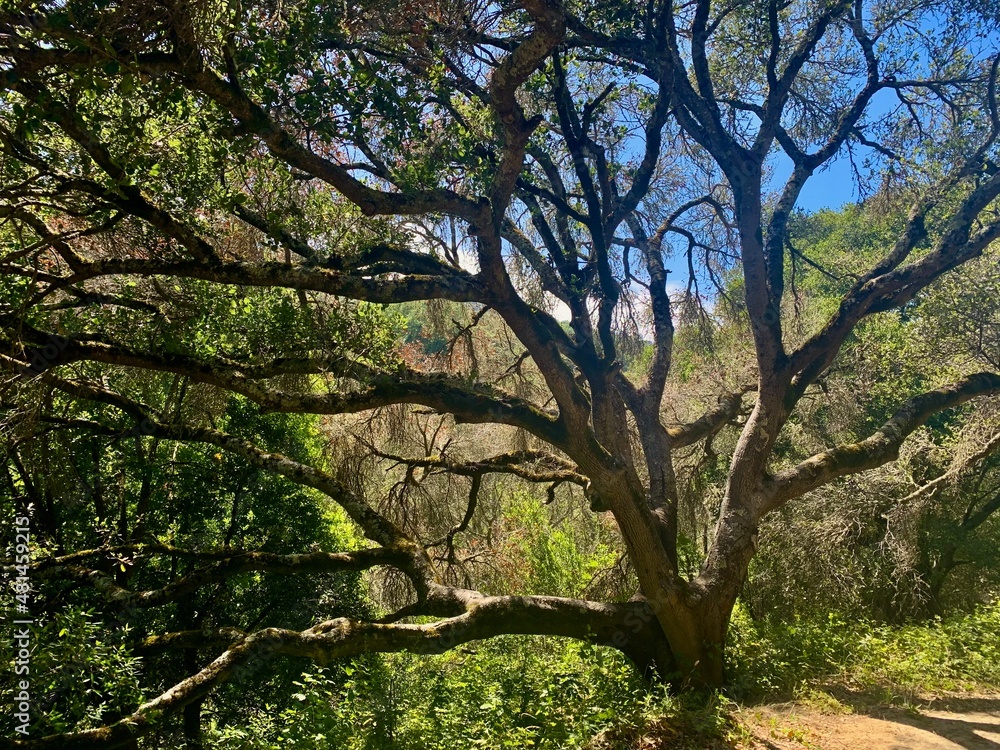 Live Oak California
Live Oak California