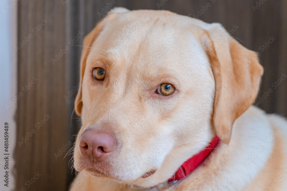 portrait of a golden retriever portrait of a golden retriever