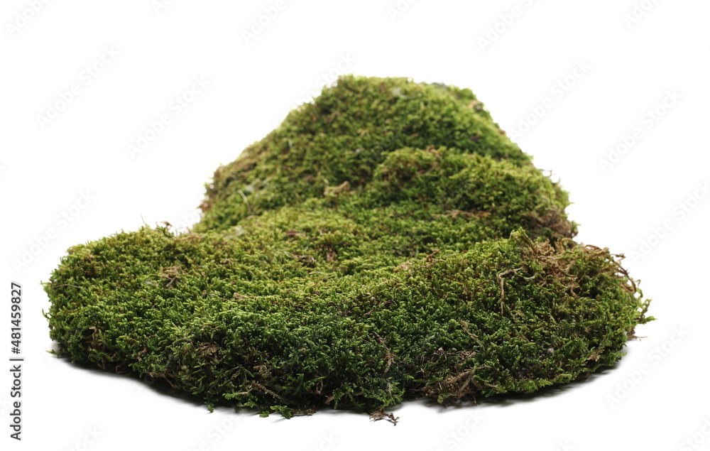 Green moss isolated on white background Green moss isolated on white background