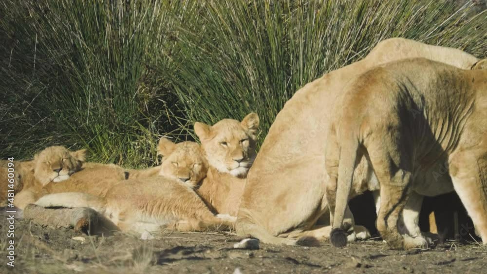 The lion (Panthera leo) is a large cat of the genus Panthera native to Africa and India. The lion (Panthera leo) is a large cat of the genus Panthera native to Africa and India.