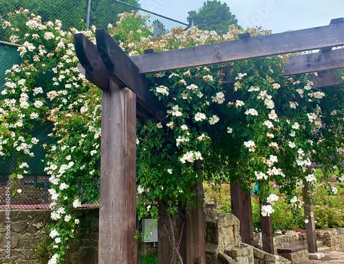 Pergola with flowering vines, Berkeley CA photo