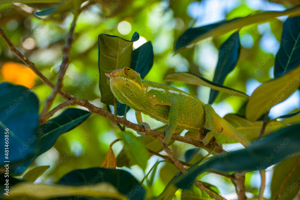 Panther Chameleon on a tree (Furcifer pardalis) in Ankarana National