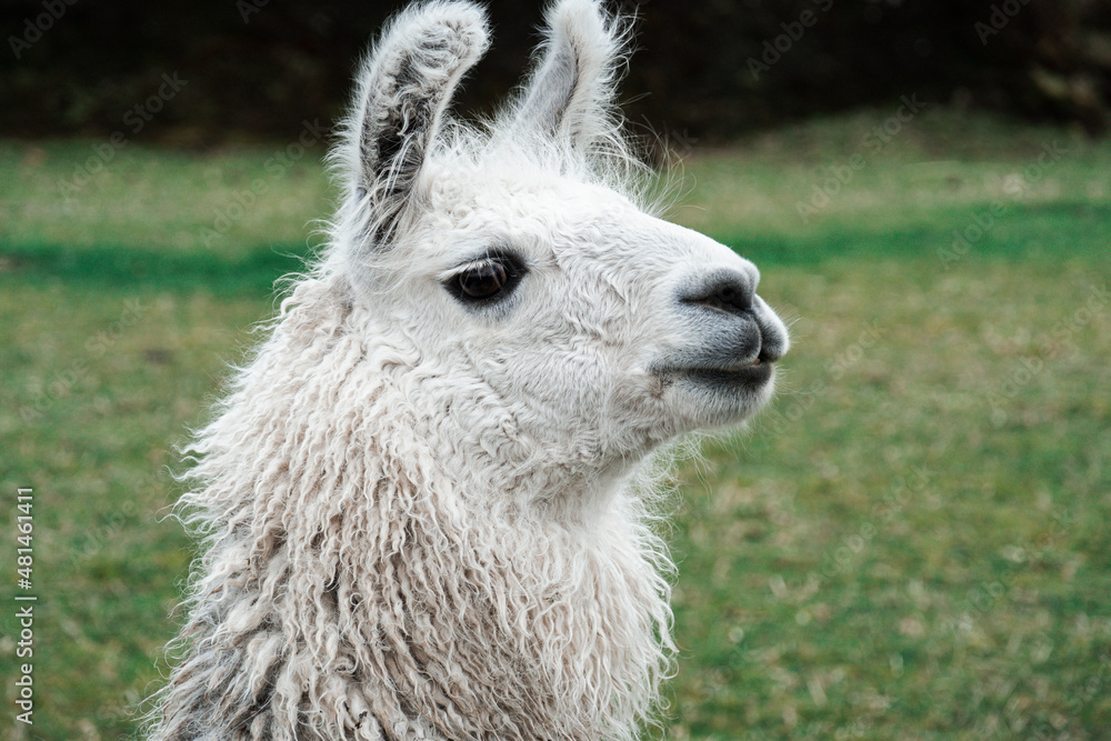 Llama con pasto de fondo