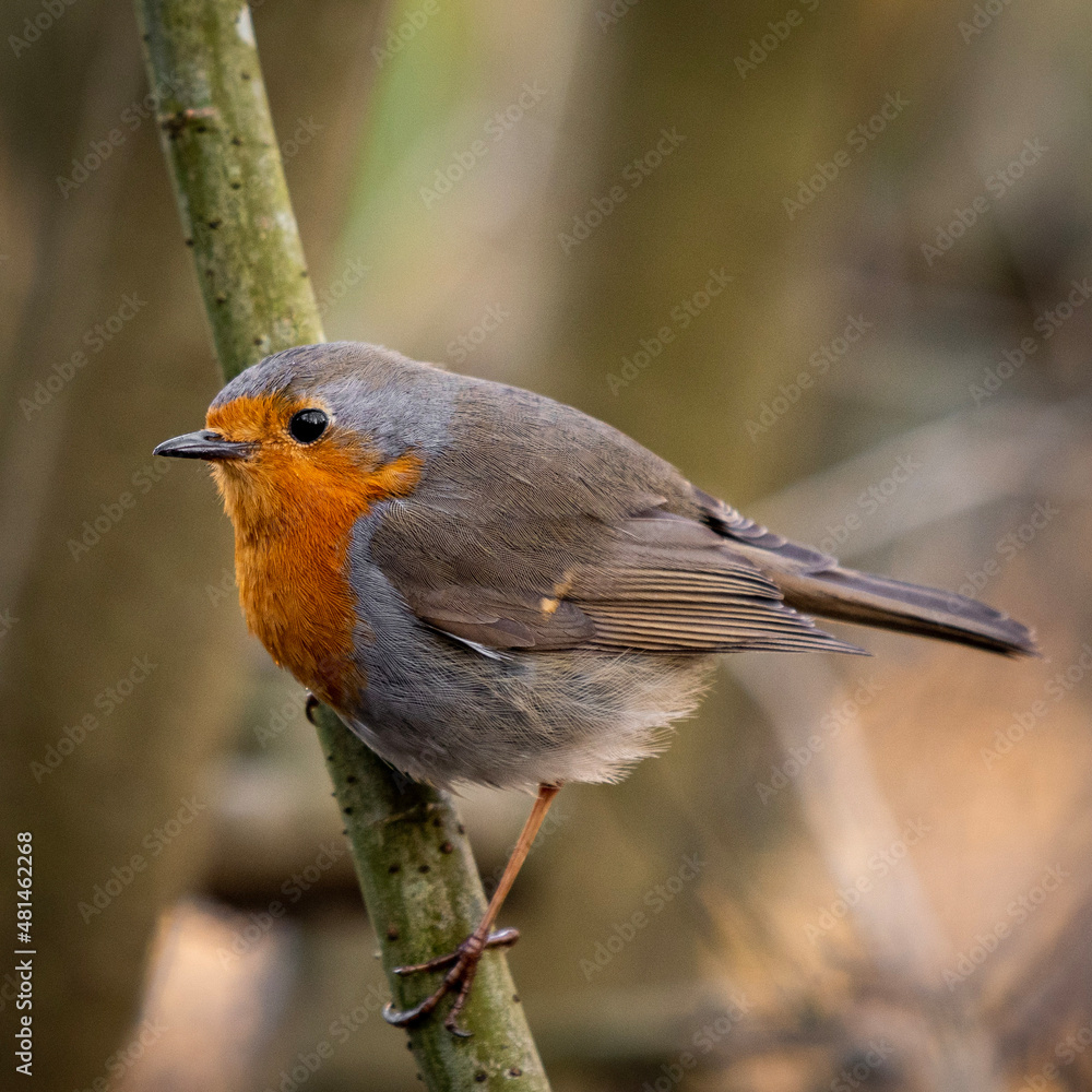 Fototapeta premium robin on a branch