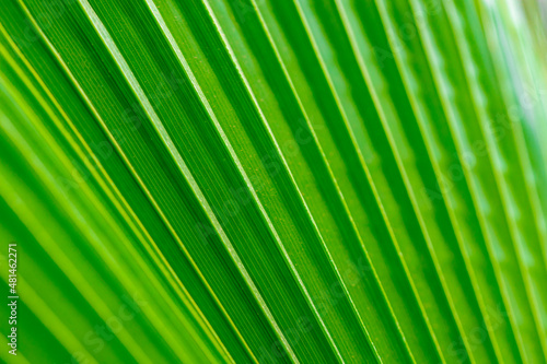 Tropical leaf detail natural background