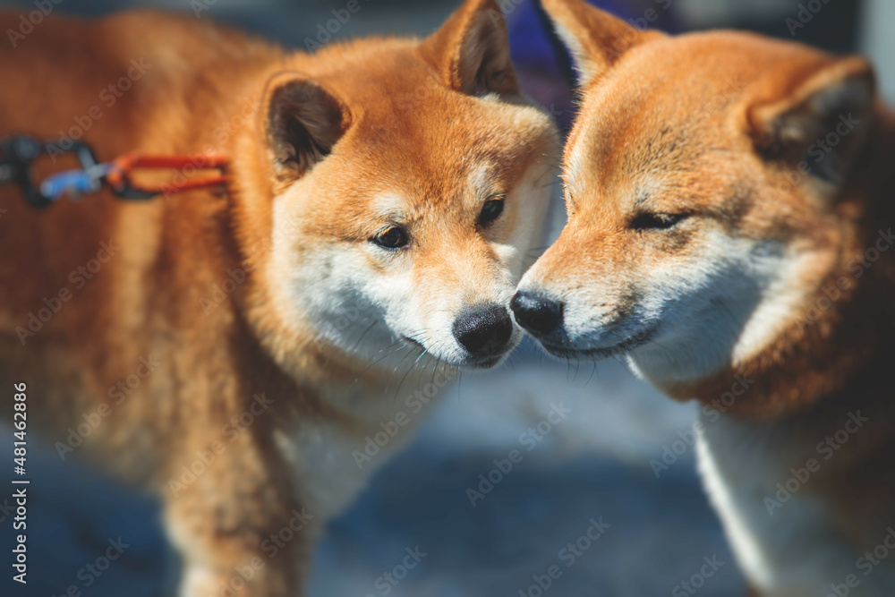 Shiba inu Japanese dog, beautiful portrait of two red grown up adult siba inu dog puppy portrait, two dogs playing and sniffing each other Shiba inu Japanese dog, beautiful portrait of two red grown up adult siba inu dog puppy portrait, two dogs playing and sniffing each other