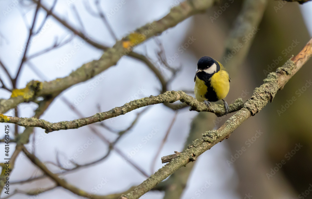 Naklejka premium Meise