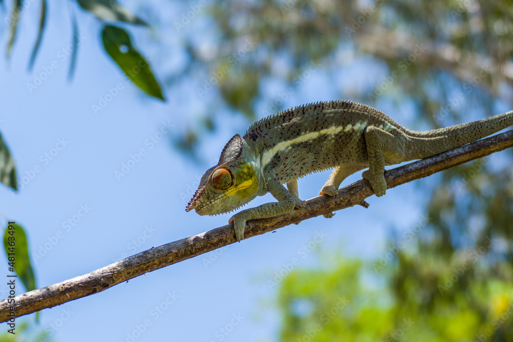 Panther Chameleon on a tree (Furcifer pardalis) in Ankarana National Parc Madagascar - close-up, portrait Panther Chameleon on a tree (Furcifer pardalis) in Ankarana National Parc Madagascar - close-up, portrait
