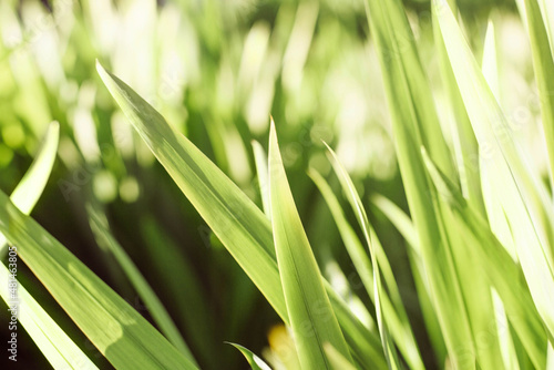 A beautiful natural background of green fresh grass of meadow illuminated by the sun in blurred focus.