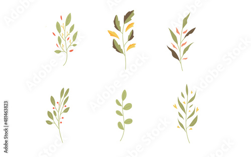 Set or Collection of Botanical Illustration