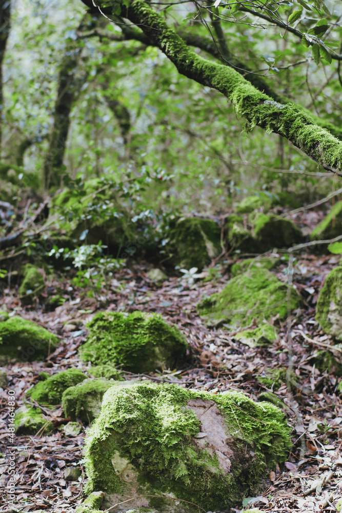 Bosque frondoso
Con mucho verde Bosque frondoso
Con mucho verde