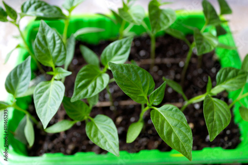 Seedling, seedling of young pepper. Transplanting seedlings into the soil, preparing for sowing in agriculture. Green concept