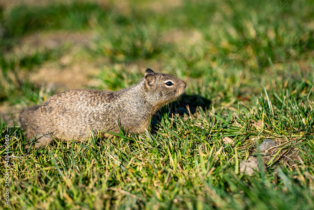 California ground squirrel (Spermophilus beecheyi) sitting on the grass. California ground squirrel (Spermophilus beecheyi) sitting on the grass.