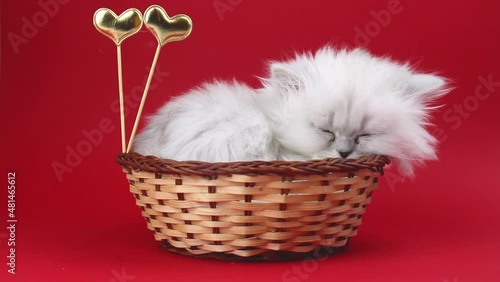Kitten with hearts on red background. Love, Valentine's day cat, Mother's day lovely holiday gift. British longhair breed video