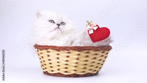 Cute kitten with red heart. Love, Valentine's day cat, Mother's day lovely holiday gift. British longhair breed video