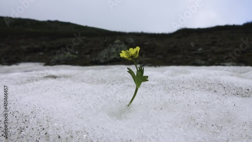 The subnival belt. Snowfield. But stubborn life (floret) blooms among ice and snow. Concept photo