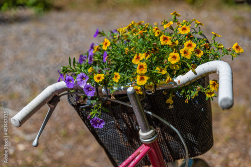 bicycle and flowers