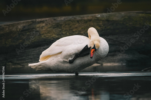 mute swan cygnus olor