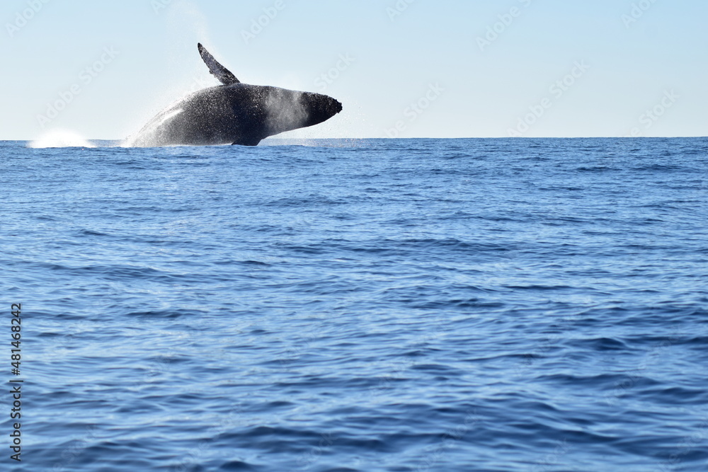 Fototapeta premium Whale jumping