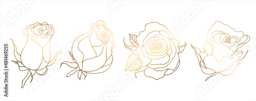 Golden roses isolated on white background. Hand drawn flower. Vector illustration. For greeting cards and wedding invitations, birthday, Valentines Day, Mothers Day and others.