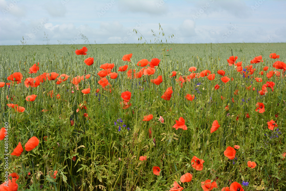 Wild poppy growing on a farm field among crops Wild poppy growing on a farm field among crops