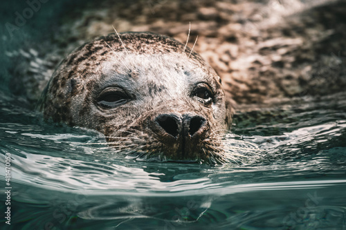 close up of a seal