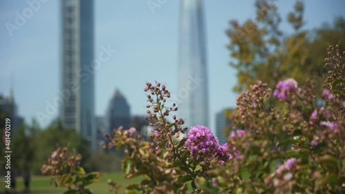 Bushes and flowers in foreground and modern skyscrapers in background at daytime, Santiago, Chile. Close up focus rack. photo