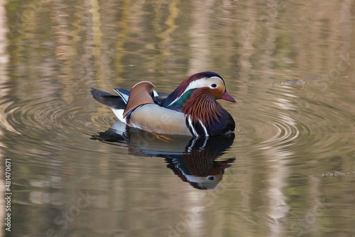 Male mandarin duck. photo