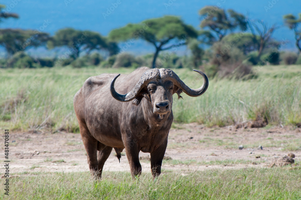Kenya, Amboseli, cape buffalo