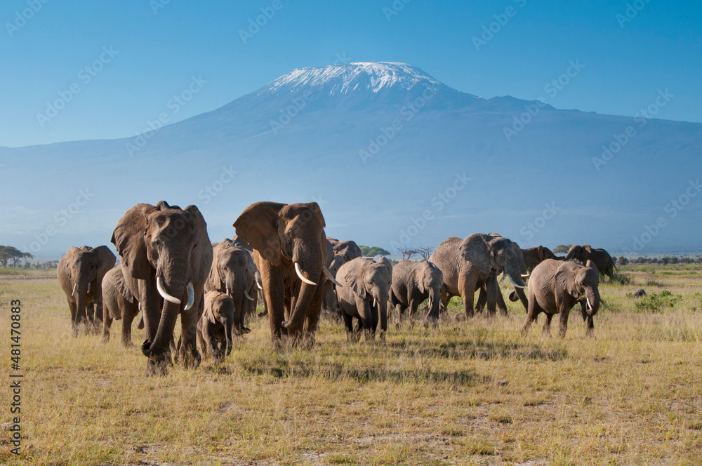 Kenya, Amboseli, Kilimanjaro, elephant herd