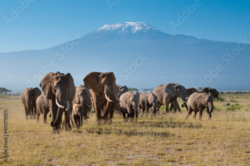 Kenya, Amboseli, Kilimanjaro, elephant herd © charles