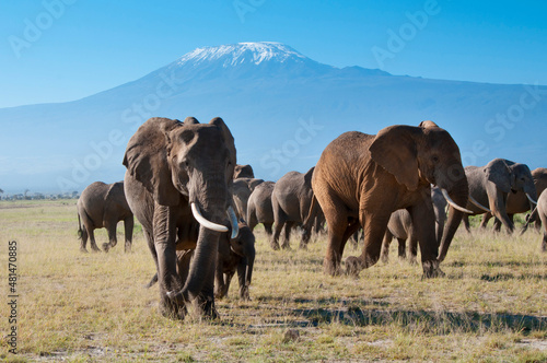 Kenya, Amboseli, Kilimanjaro, elephant herd