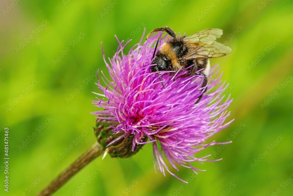 Close up image of a bumble bee collecting pollen from a fresh violet thistle flower. Sunny summer day in nature. Green and yellow grass in the background.
