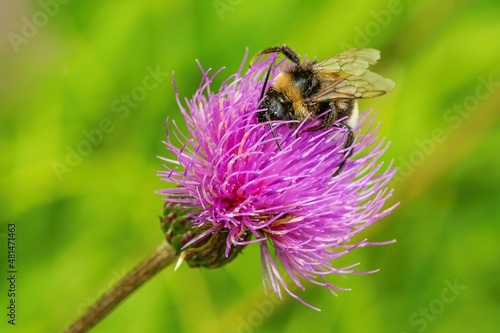 Obraz na płótnie Close up image of a bumble bee collecting pollen from a fresh violet thistle flower. Sunny summer day in nature. Green and yellow grass in the background. w salonie