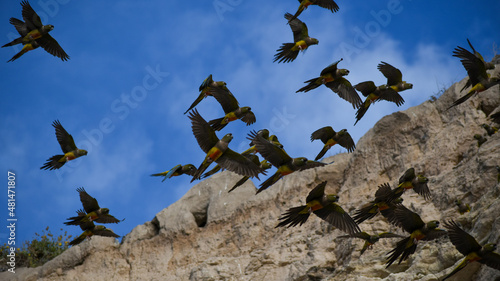 burrowing parrot (Cyanoliseus patagonus) flying in the wild