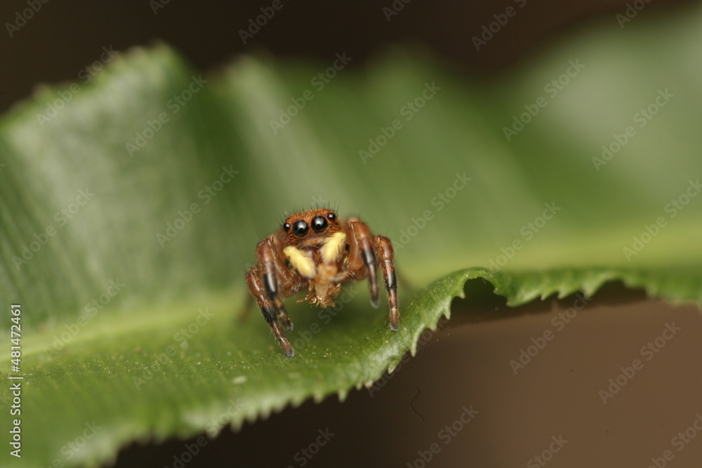 Jump spider (Phiale sp.) in a pinnae of the Blechnum fern. Jump spider (Phiale sp.) in a pinnae of the Blechnum fern.