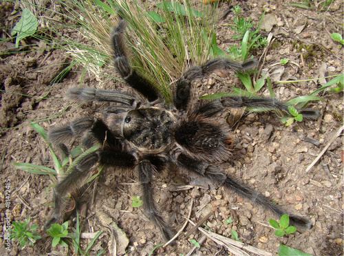 Tarantula spider from southern Brazil