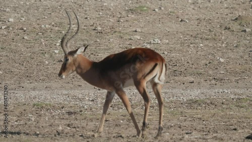 The springbok (Antidorcas marsupialis) is a medium-sized antelope found mainly in southern and southwestern Africa. photo