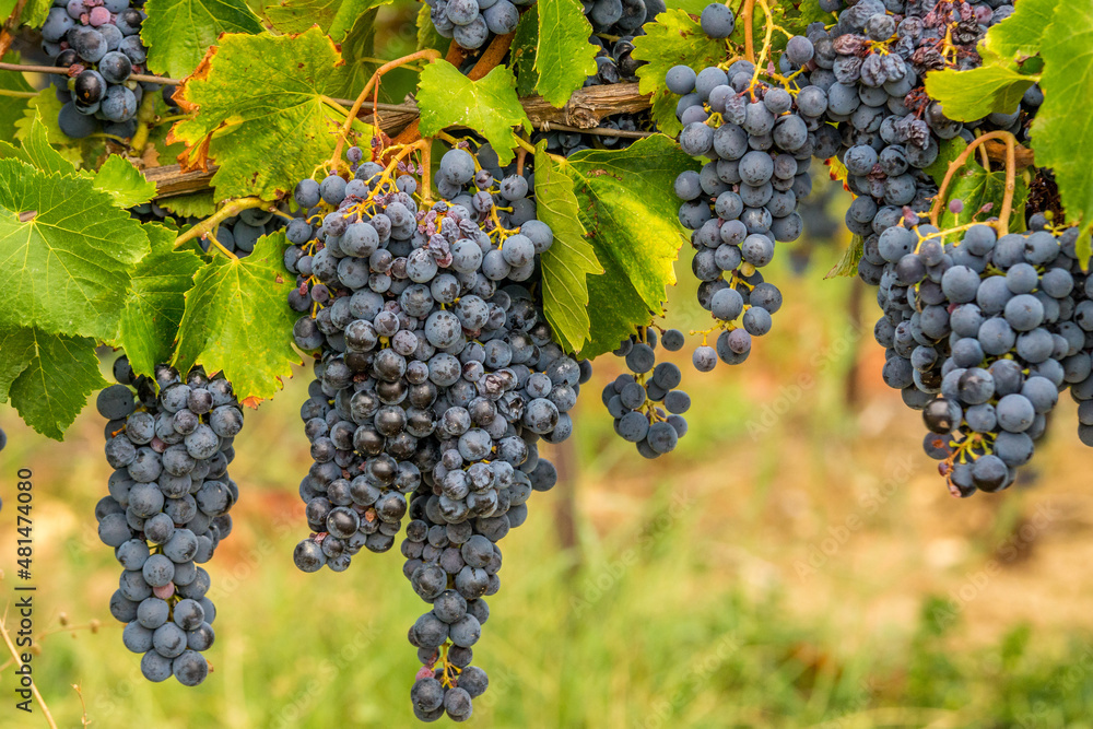 Grappes de raisins dans les vignes du sud de la France
