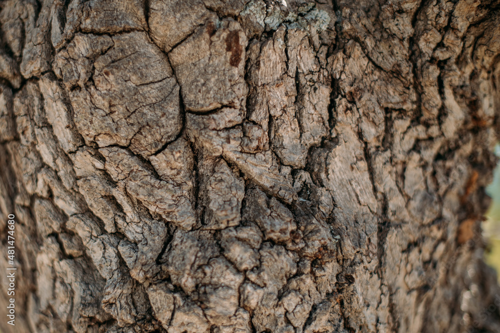 The texture of the bark of a large old tree on a sunny day. Close-up. Macro The texture of the bark of a large old tree on a sunny day. Close-up. Macro