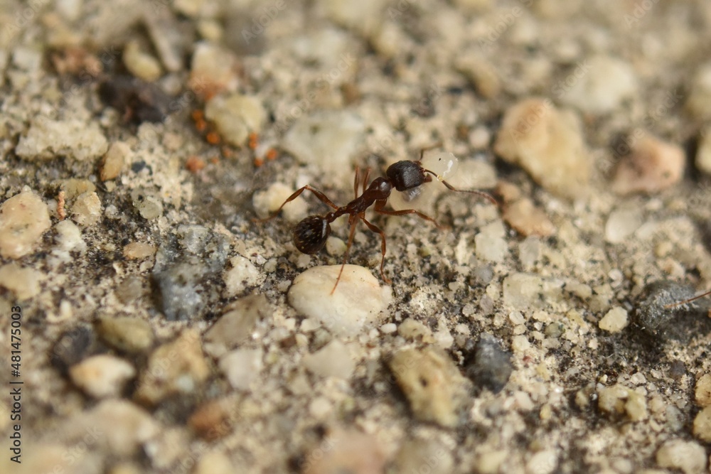 Close up of small brown ant, called a Pavement Ant, carrying a pupa, walking on cement sidewalk.