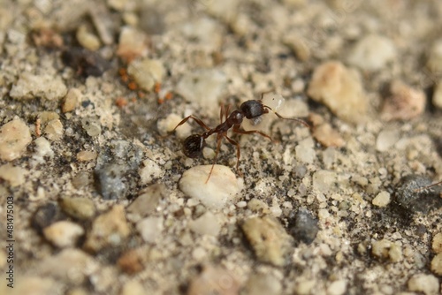 Close up of small brown ant  called a Pavement Ant  carrying a pupa  walking on cement sidewalk.