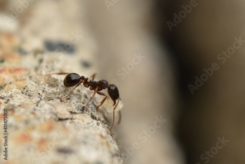 Close up of small brown ant, called a Pavement Ant, carrying a pupa, walking on cement sidewalk.