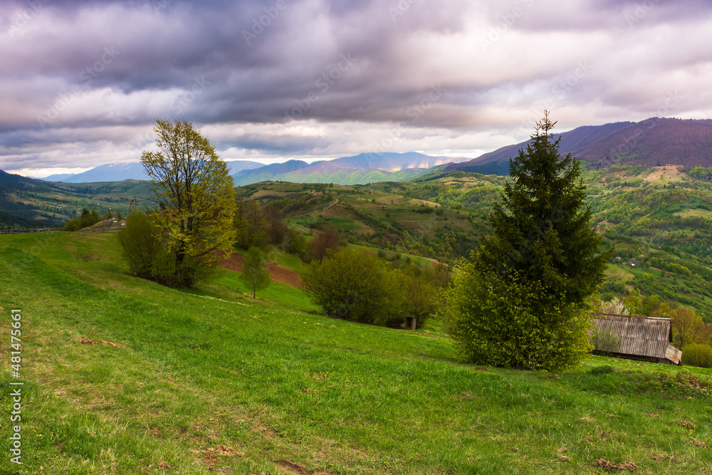 dramatic mountain scenery with trees and meadows. beautiful afternoon in springtime. green rural landscape with rolling hills beneath a cloudy sky in evening light. transcarpathia, ukraine dramatic mountain scenery with trees and meadows. beautiful afternoon in springtime. green rural landscape with rolling hills beneath a cloudy sky in evening light. transcarpathia, ukraine