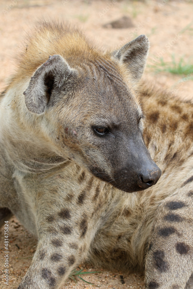 Spotted Hyena, Kruger National Park Spotted Hyena, Kruger National Park