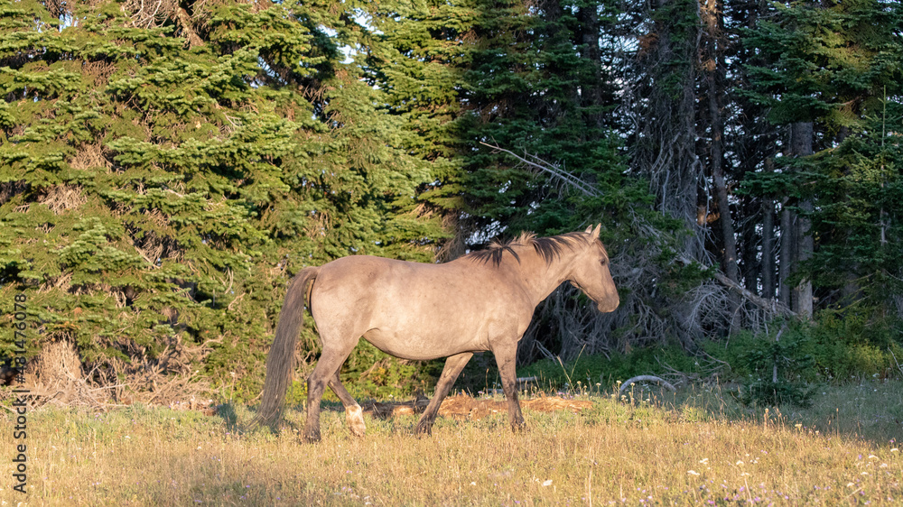 Fototapeta premium Silver Gray Stallion in a meadow in the western United States
