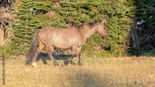 Gray Mustang Stallion in the Pryor Mountains Wild Horse Range on the border of Wyoming in the United States © htrnr